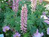 Lupins Russell